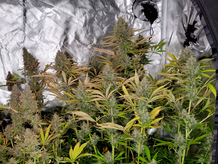 Heat during the last few weeks before harvest reduces cannabis bud quality.