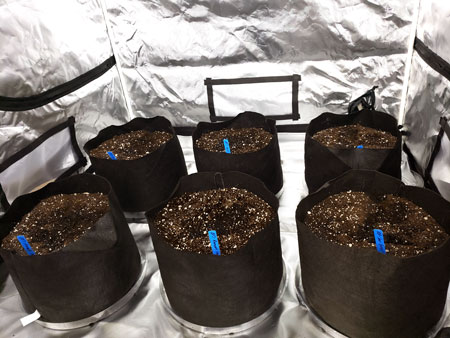 Add labels to your plant pots so you know when cannabis seed is which after they germinate