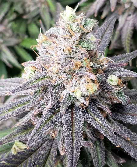 Get Blue Dream marijuana strain on Seed Supreme