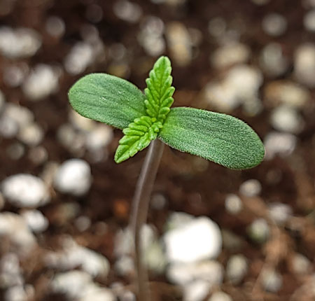 A happy healthy cannabis seedling that used this tutorial's cannabis germination method. The result? Cannabis seeds pop up as beautiful seedlings in just a few days. However, after a week, it's time to plant a new seed and try again!