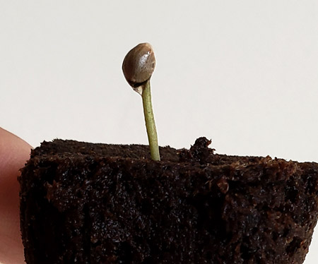 Shell is stuck on this cannabis seedling. Today's tutorial will show you how to fix this problem!