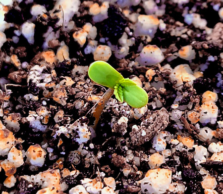 new-cannabis-seedling-sprouted-out-of-coco-coir