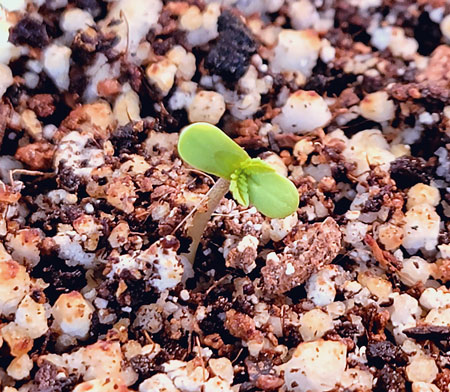 Seedling just popped up