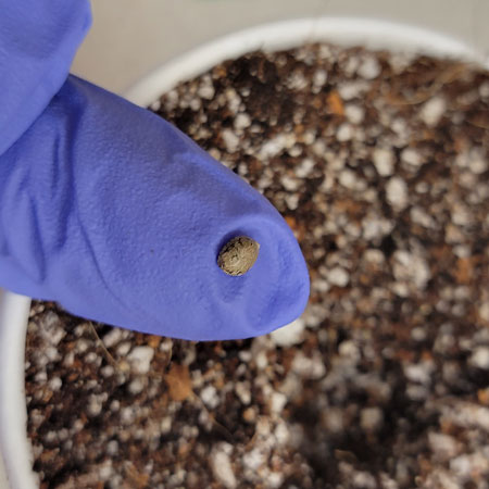 This tutorial plants cannabis seeds directly in the soil for a quick and easy germination method.