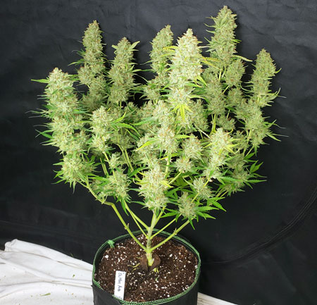 Or a high-yielding autoflowering strain that makes a 26% THC Sparkle monster.