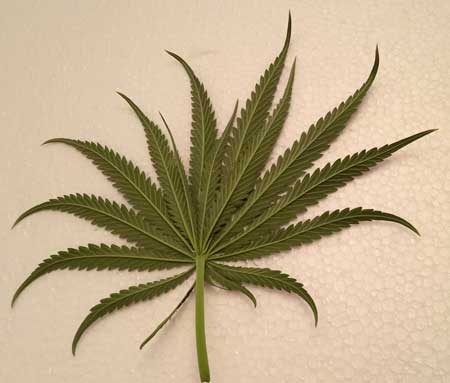17-point cannabis leaf (this marijuana leaf has 17 "fingers"!). Source: Michael