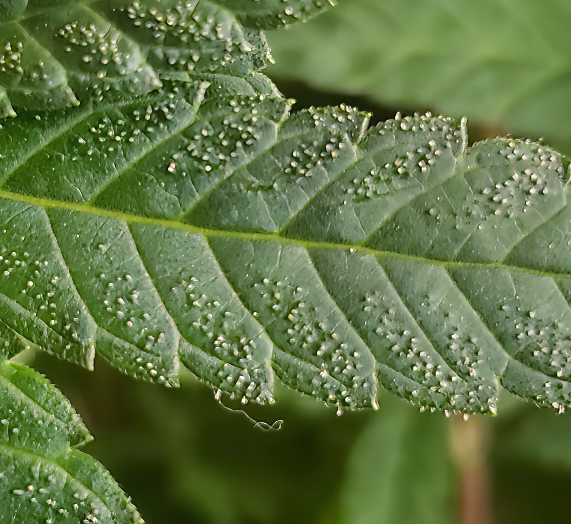Trichomes in the Vegetative Stage What Does It Mean? Grow Weed Easy