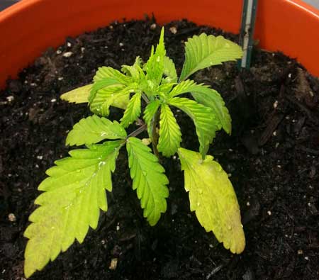 Example of a cannabis seedling that is droopy and has yellow leaves because it has been given too much water, too often