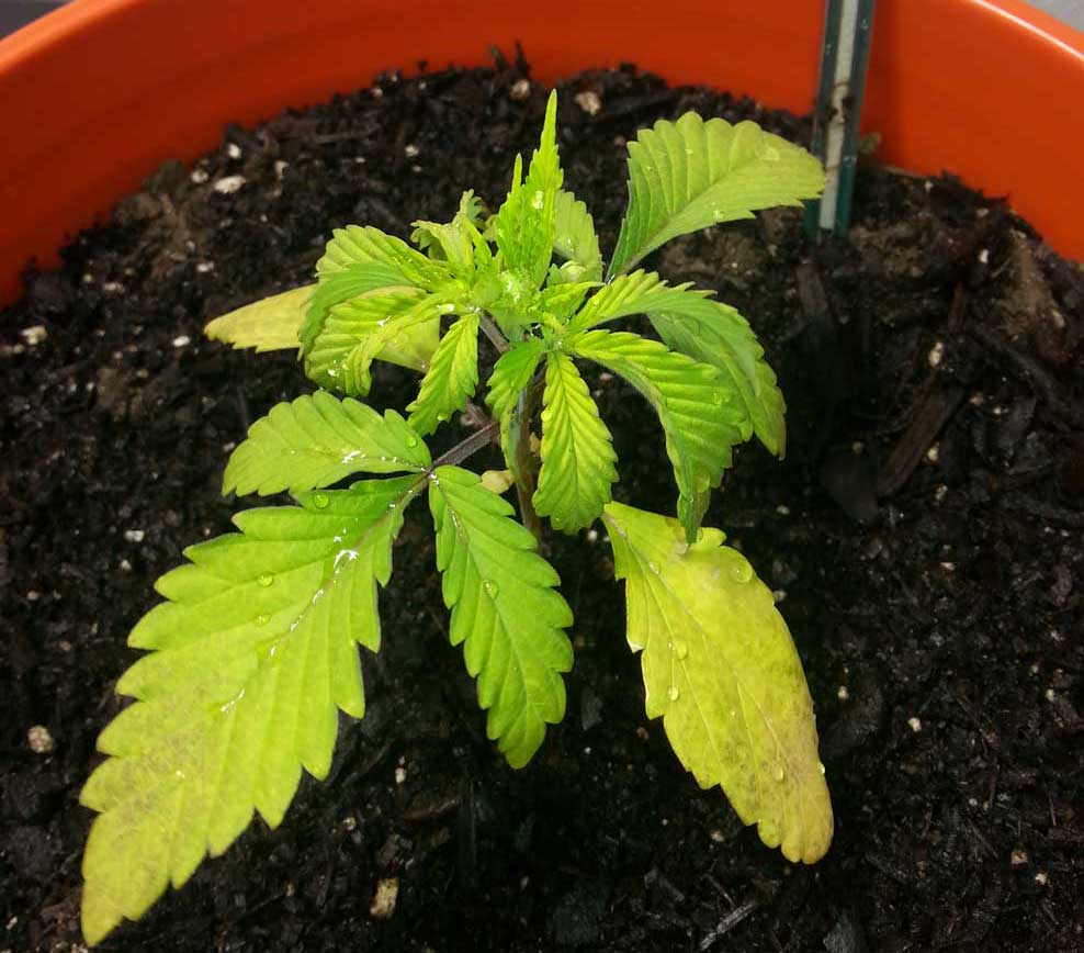 How To Help Yellow Cannabis Seedlings Grow Weed Easy how-to-help-yellow-cannabis-seedlings-grow-weed-easy