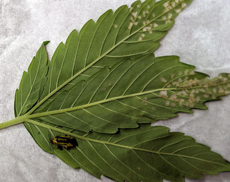 This is the cannabis leaf damage from a four-lined plant bug (Poecilocapsus lineatus). Commonly misdiagnosed as leafhopper or planthopper damage. You can see the adult version of the fourlined plant bug on the lower left. Both the adults and their nymphs make spots in cannabis leaves that usually appear in clusters.