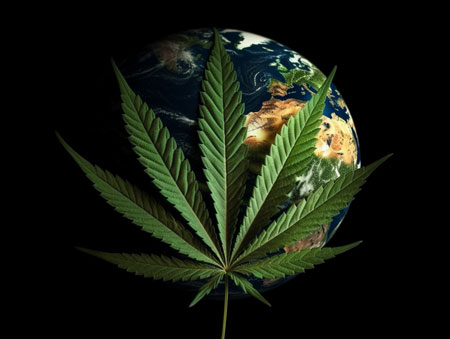 Auto-flowering cannabis genetics have been traveling around the world for almost 100 years!