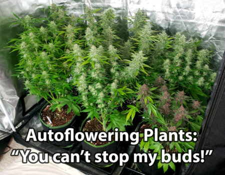 Auto-flowering strains automatically make buds without special light periods.