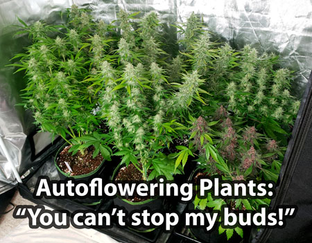 Auto-flowering marijuana strains start automatically making buds (flowering) when they're 3-4 weeks old. On average, plants are ready to harvest 2-3 months from germination. Sometimes as little as 55 days! Autoflowering plants: "You can't stop my buds!"