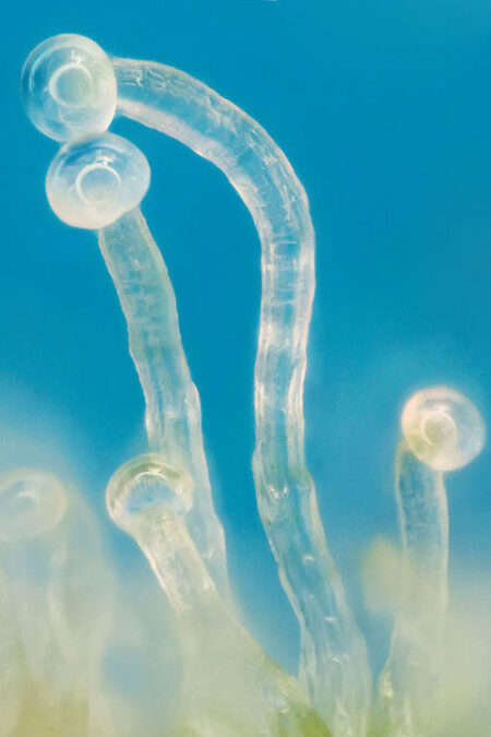 Super close view of trichomes (they're giant!)