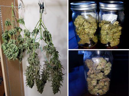 www.growweedeasy.com