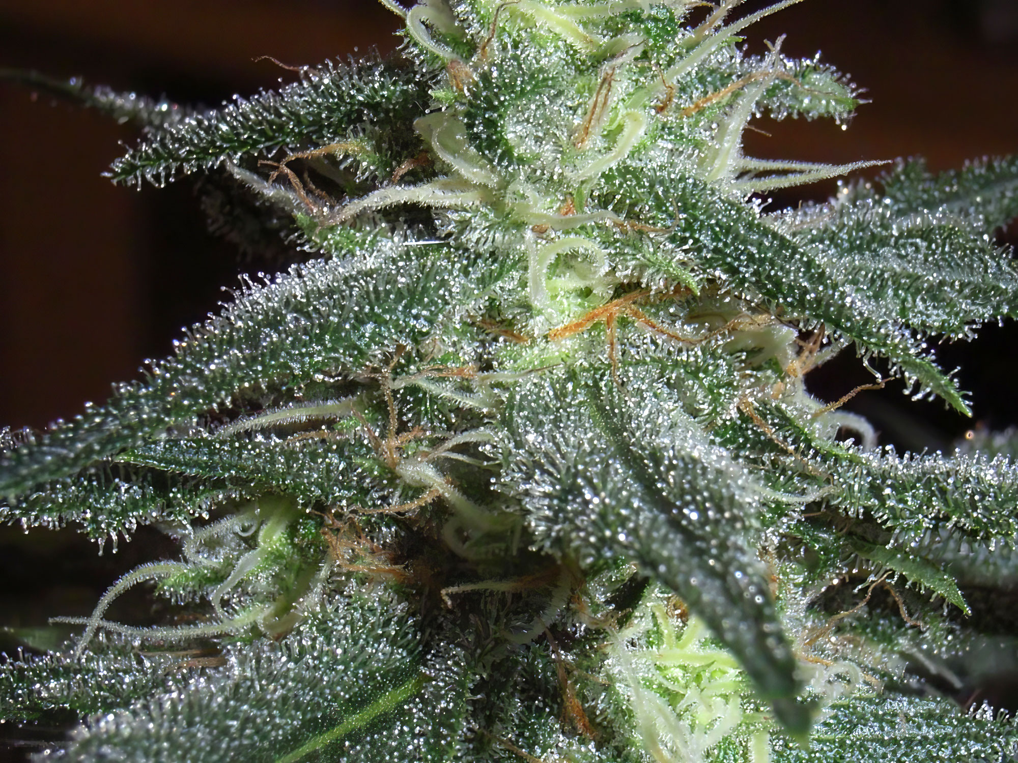 What do trichomes look like when ready to harvest? [ReadytoHarvest Trichome Picture Gallery
