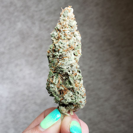 Make sure to start with good genetics and follow these directions, and you will produce excellent weed! Here's an example of bud quality grown in this setup.