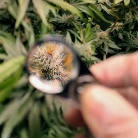 A jeweler's loupe is the best way to look at trichomes on a cannabis plant to tell if the buds are ready by the color of the trichome heads.