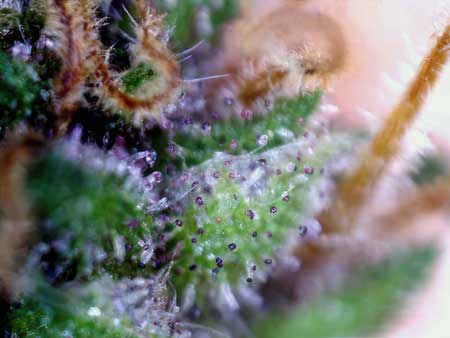 Purple trichomes growing on a cannabis plant can make it confusing to know when to harvest