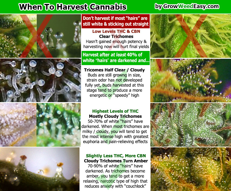 Development Stages Of Weed Trichomes