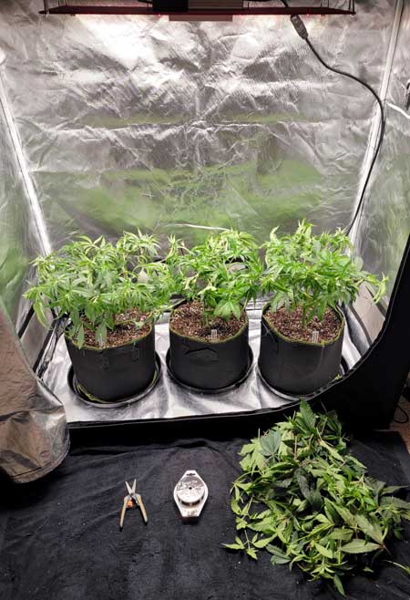 Defoliation means removing cannabis leaves in a strategic way during the early flowering stage.