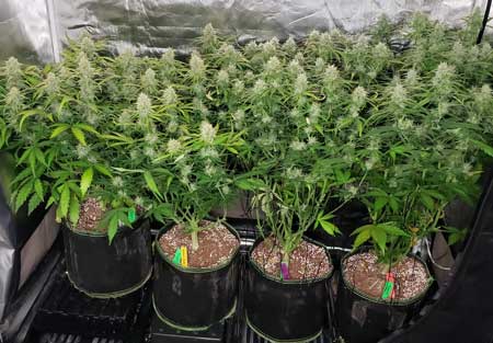 ...and enjoy your bountiful harvest!