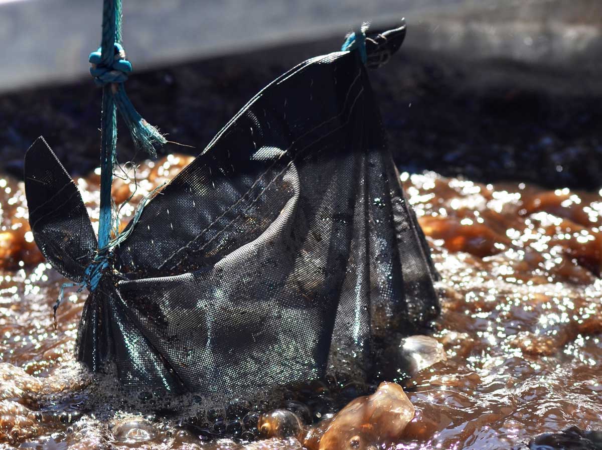 How to Make an Easy & Effective Compost Tea for Your Sick Cannabis