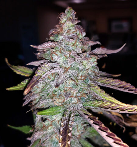 Forum Stomper by Mephisto genetics is a great autoflowering strain. Currently available at Seedsman cannabis seed source.