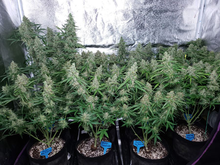The goal of all cannabis plant training techniques is to grow wide flat plants with many big top buds.