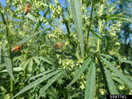 Pollen is the main part of cannabis that bees eat in the wild, and pollen typically contains very low levels of cannabinoids.