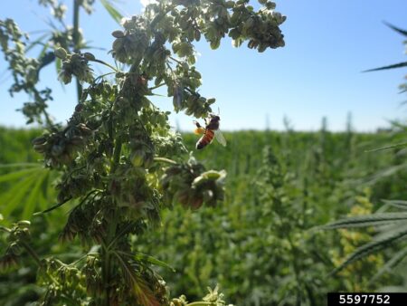 European Honey bee (Apis mellifera) on a cannabis plant