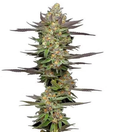 Mint Jelly Auto buds with excellent bud quality from proper temperatures