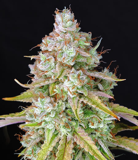Example of "Planet of the Grapes Auto" by Ethos Genetics. This strain produce excellent growth, buds appearance, and potency. Highly recommended!