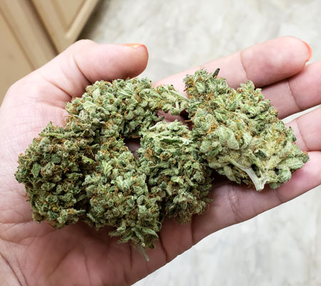 Example of gorgeous auto-flowering cannabis buds in hand, great for beginners!