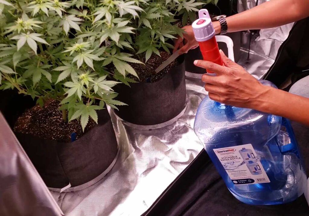 How to Make an Easy & Effective Compost Tea for Your Sick Cannabis