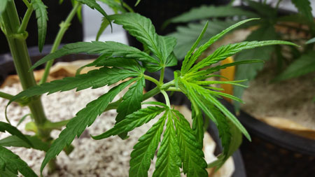 This cannabis also had lots of unusual leaves, including 4-finger leaves, and multiple leaves coming from a node.