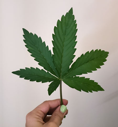 This cannabis leaf has 6 "fingers", which is unusual as most cannabis leaves have an odd number of fingers. Learn more at GrowWeedEasy.com!