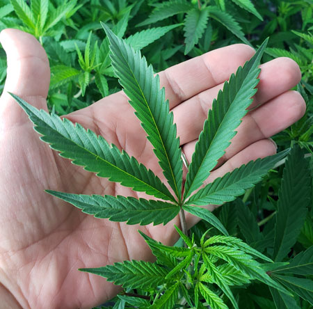 This cannabis plant made several 6-point leaves. Here's one.