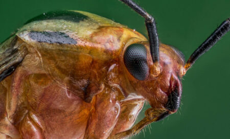 Adult fourlined plant bug, Poecilocapsus lineatus (Fabricius), detailing the head structure and mouthparts. Photograph by Mark Cassino, Mark Cassino Photography.