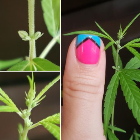 Male pollen sacs are tiny and hard to see at first, but pollen sacs quickly start growing in bunches that are easy to identify.