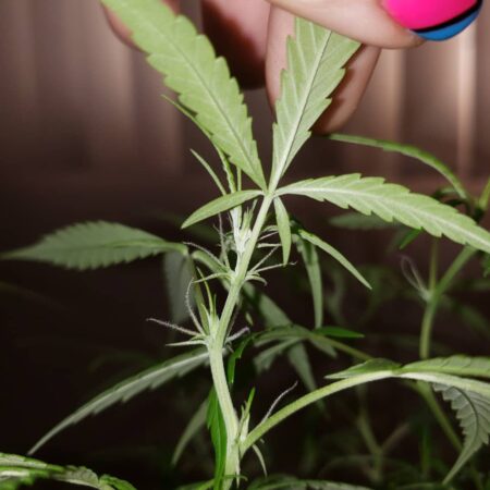 Female cannabis plants showing its first flowers. Notice the white wispy hairs at the "joints" where the leaves meet the stem.