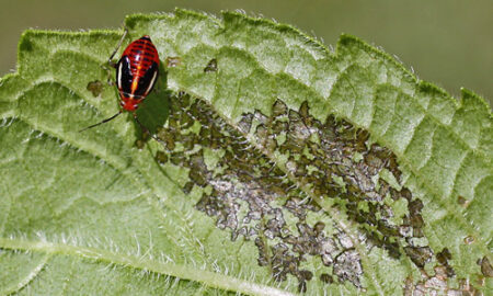 Identify and Get Rid of the Four-Lined Plant Bug | Grow Weed Easy