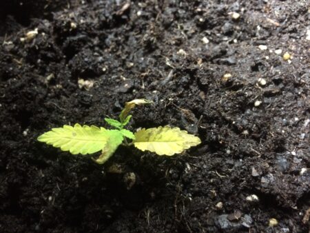 Example of a cannabis seedling is heavily overwatered and damping off.