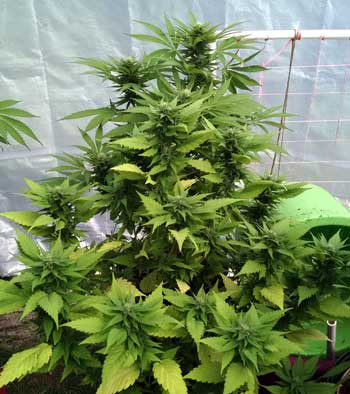 "Stealth cannabis strain" has Duckfoot leaves to help not stand out as much.