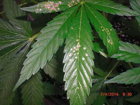 Fourlined plant bugs actually suck out the sap from cannabis leaves, which leaves pale spots that turn brown or bronze over time. Unlike caterpillars, leafhoppers don't actually put holes in the marijuana plant's leaves, just spots.