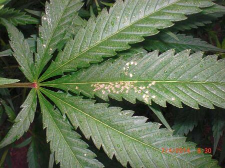 This picture has often been misdiagnosed as Leafhoppers but it is actually the cannabis leaf damage from a four-lined plant bug (Poecilocapsus lineatus). They make spots in cannabis leaves that usually appear in clusters.
