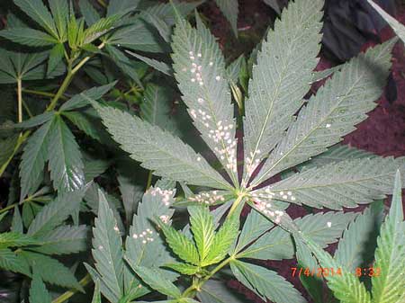 Poecilocapsus lineatus (four-lined plant bug) cannabis leaf damage