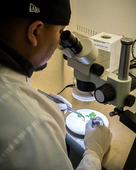 Lab testing is the only way to know for sure if your cannabis plant has hop latent viroid. Source: Dark Heart Nursery