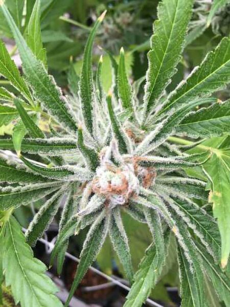 A healthy cannabis plant. Source: Dark Heart Nursery