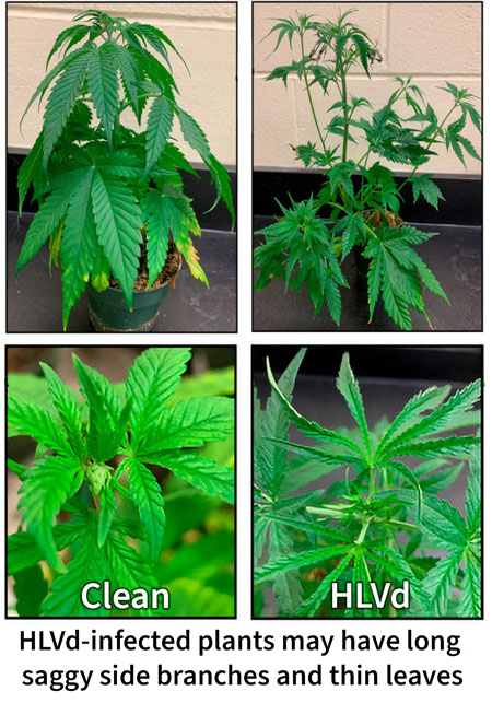 Another comparison of a healthy cannabis plant vs a plant with hop latent viroid. Source: Hop Latent Viroid: A Hidden Threat to the Cannabis Industry